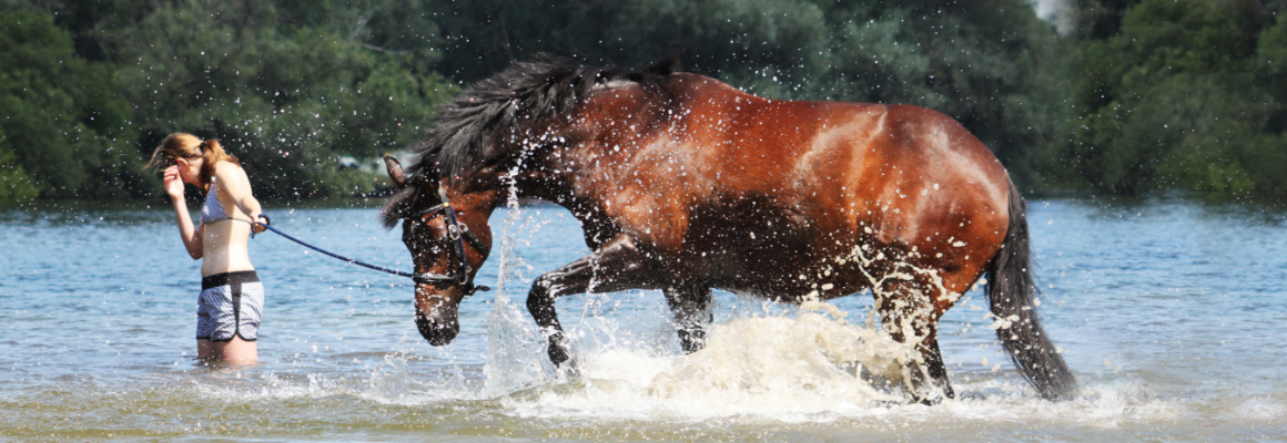 hero paard water